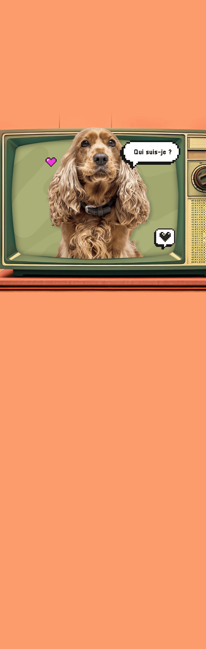 image d'un cocker comme Lady dans la belle et le clochard