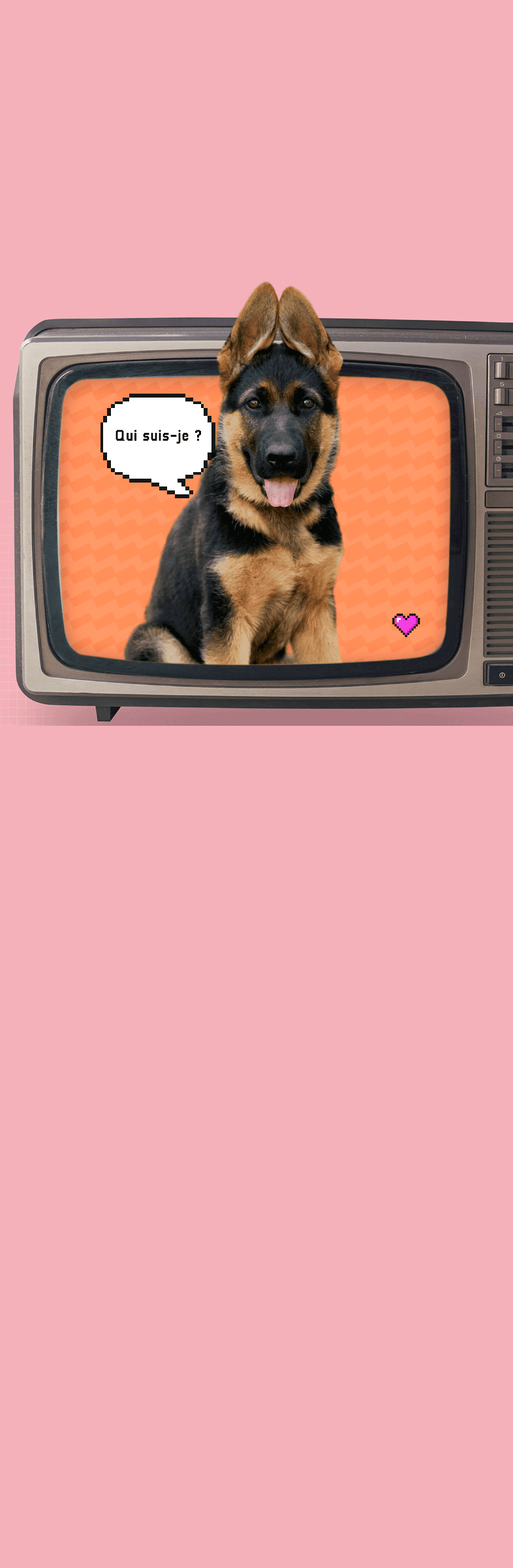 image de Rex, le chien policier