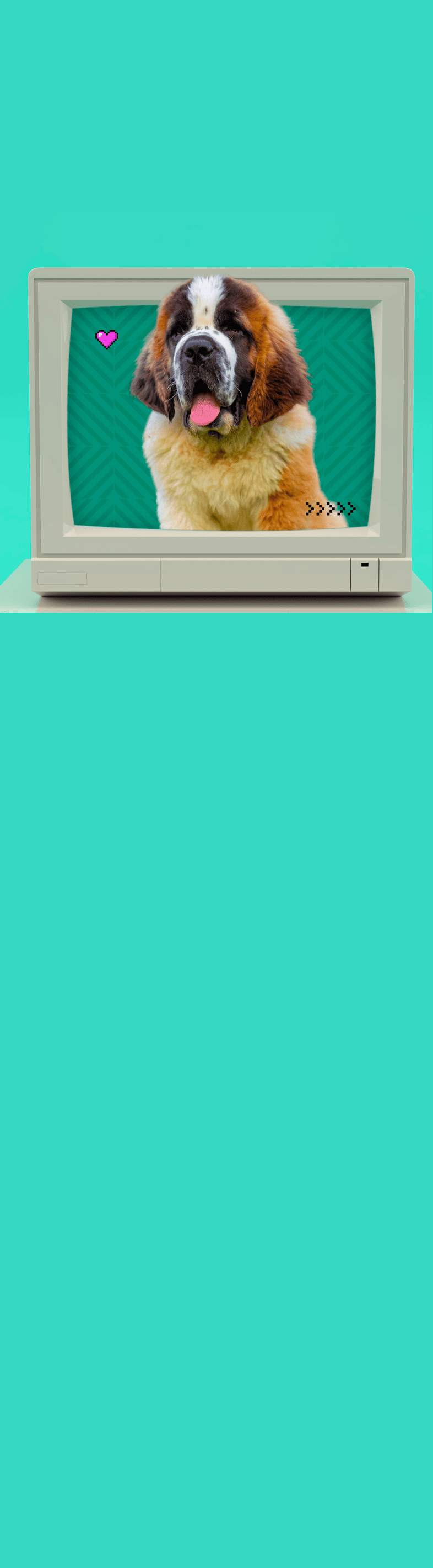 Saint-Bernard similaire à Beethoven avec une bulle de BD qui dit qui suis-je