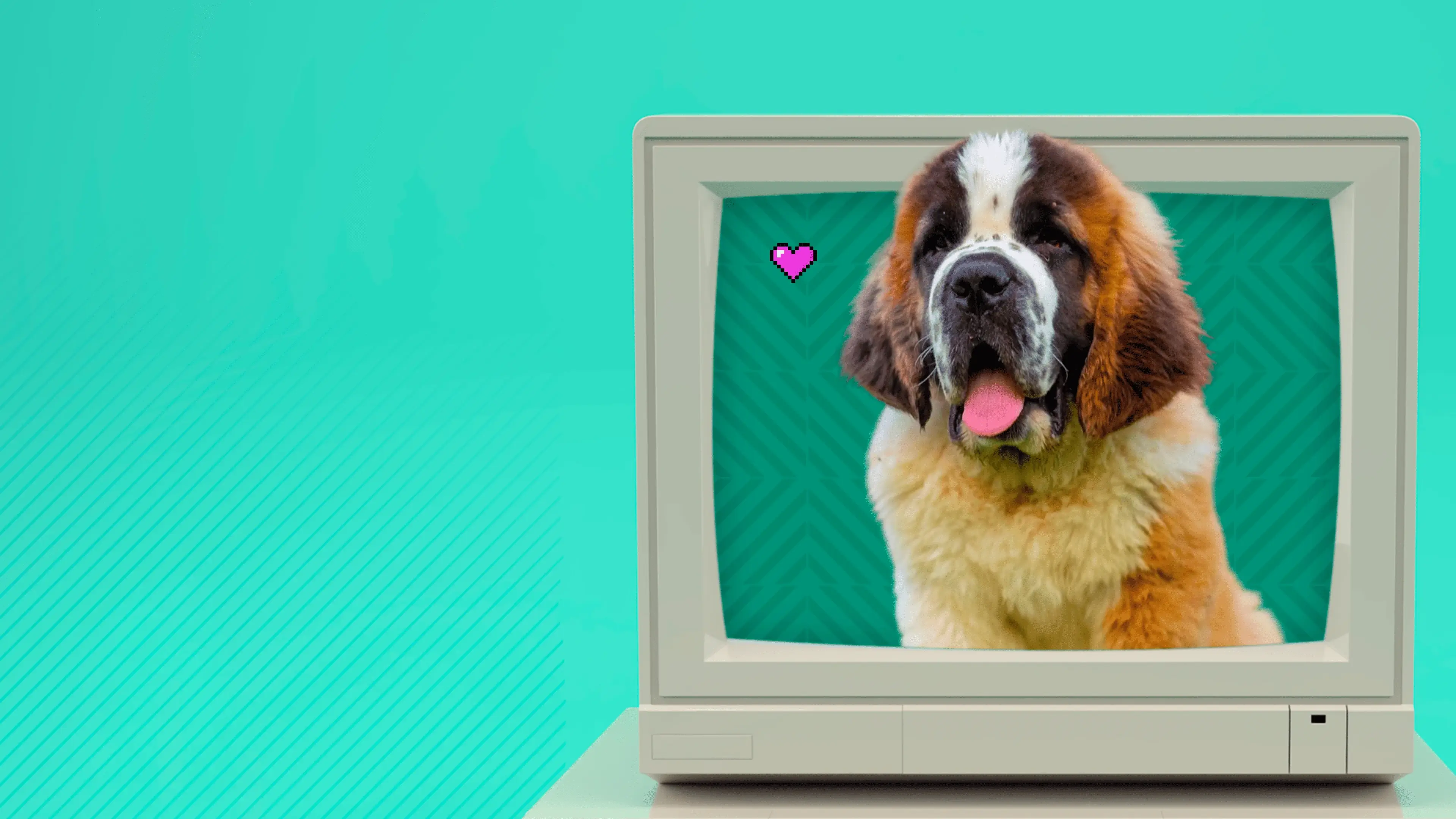 Saint-Bernard similaire à Beethoven avec une bulle de BD qui dit qui suis-je