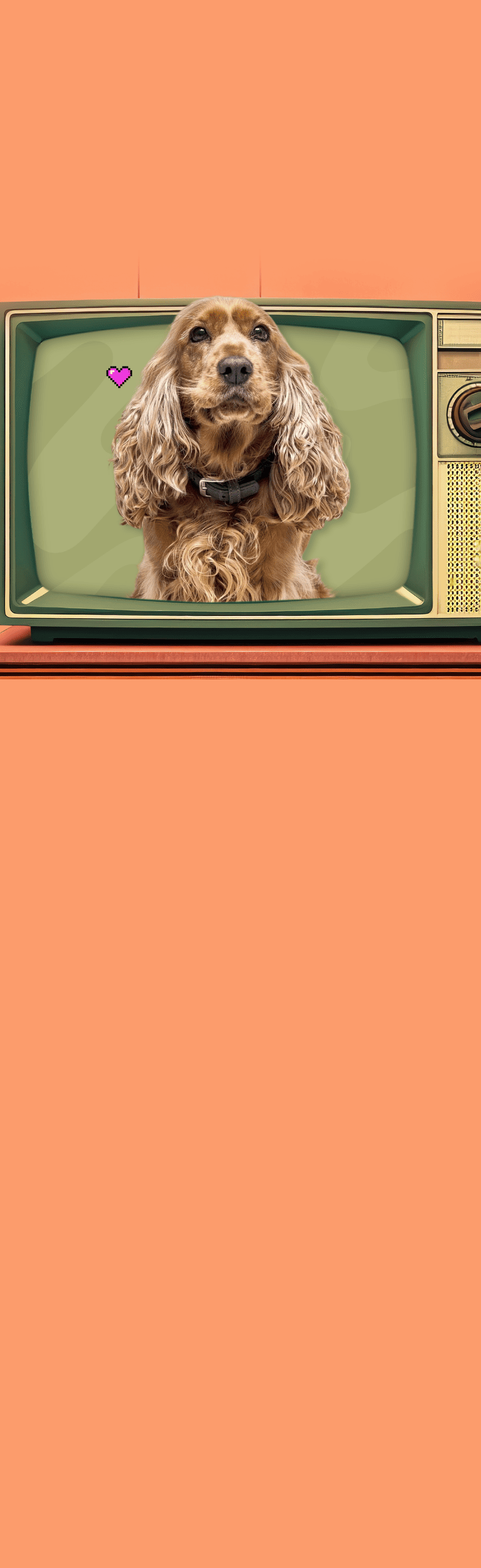 image d'un cocker comme Lady dans la belle et le clochard