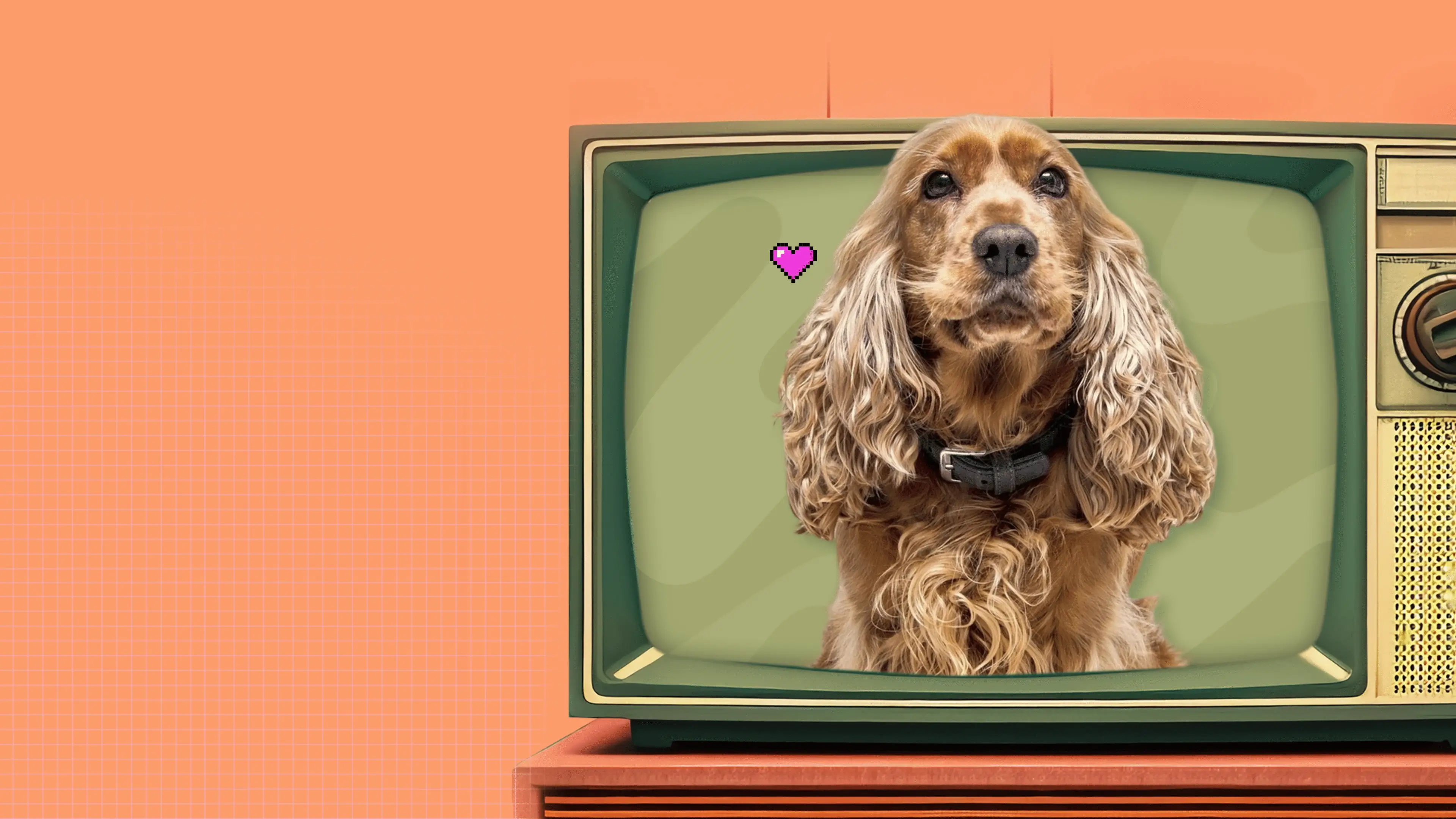 image d'un cocker comme Lady dans la belle et le clochard