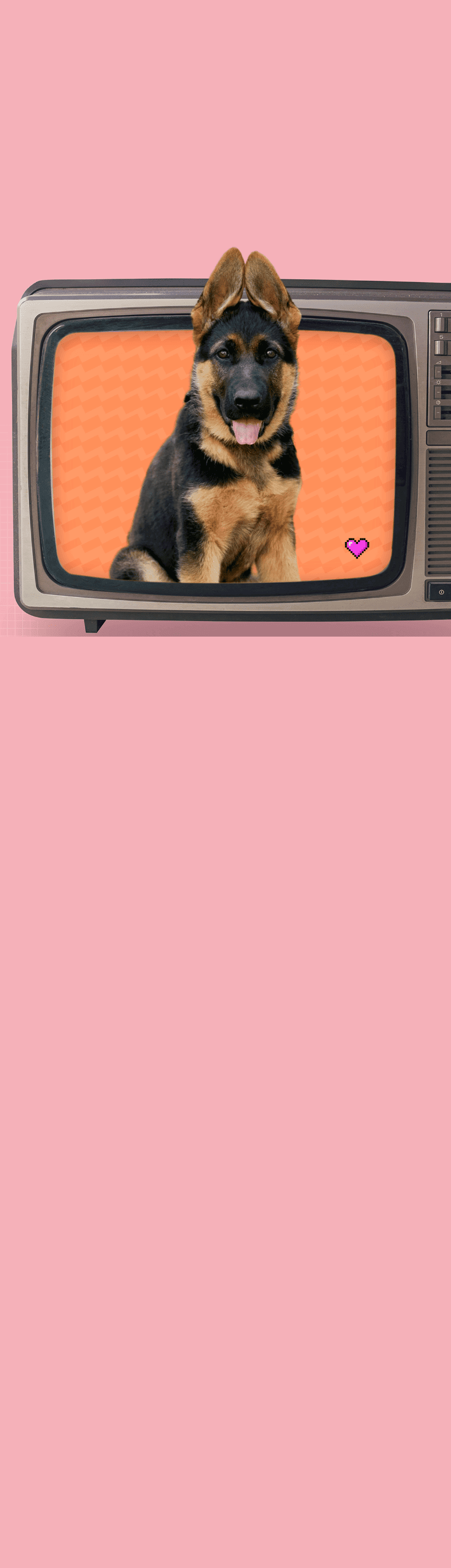 image de Rex, le chien policier