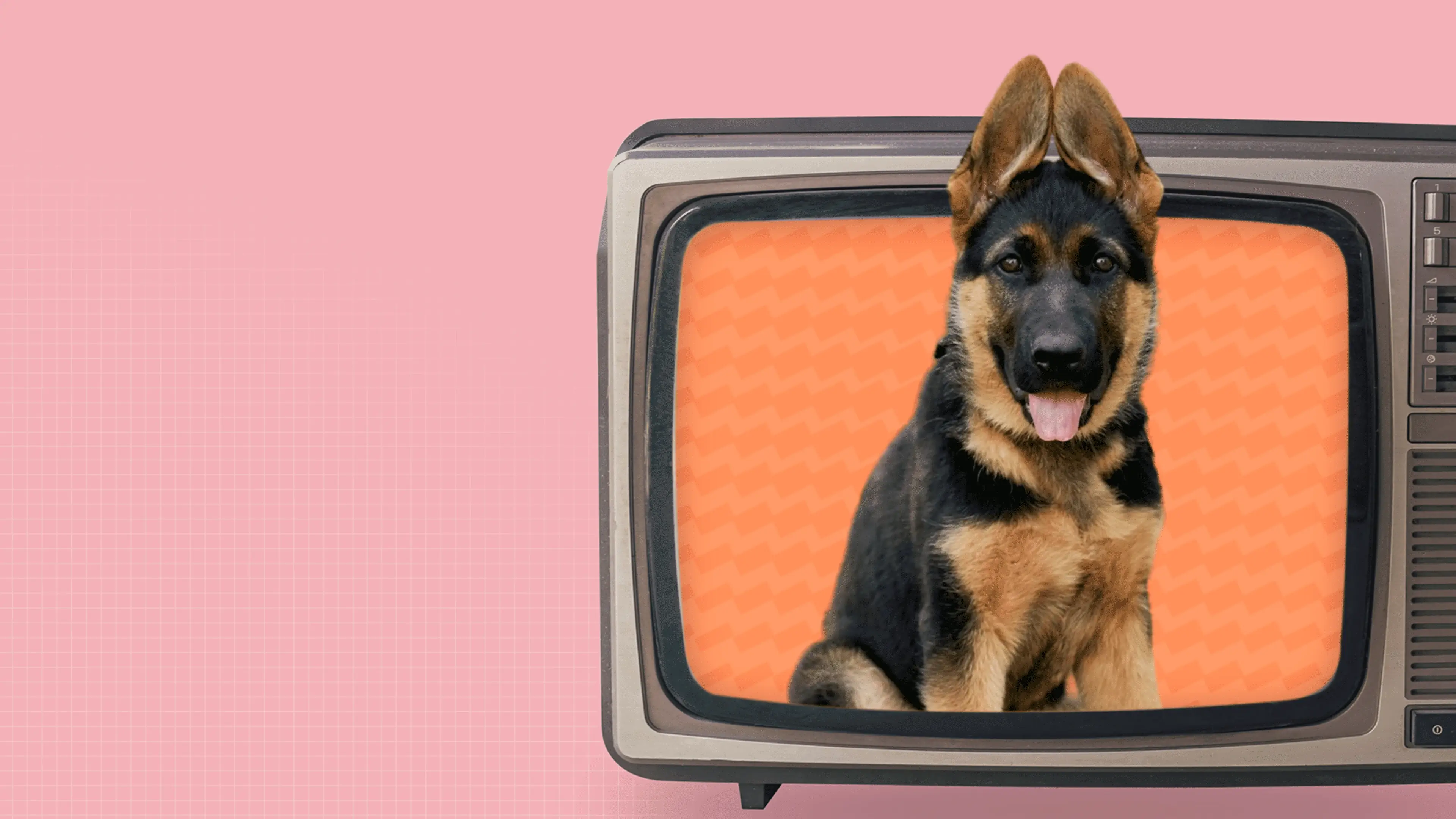 image de Rex, le chien policier